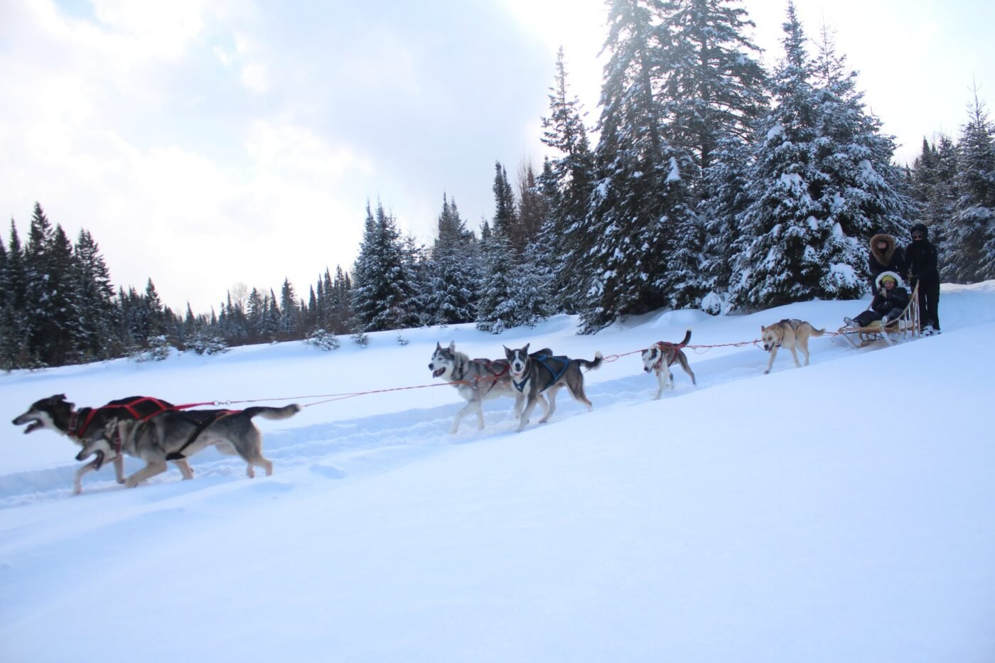 How fast do dog sleds go?