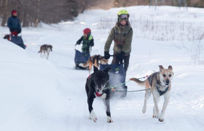 Two mushers guide dog sled teams along a snowy trail, with several dogs pulling each sled; trees and snow surround the scene.