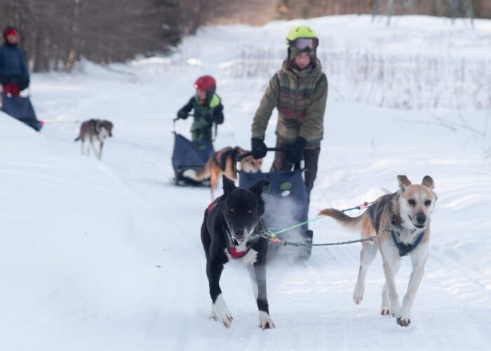 Two mushers guide dog sled teams along a snowy trail, with several dogs pulling each sled; trees and snow surround the scene.