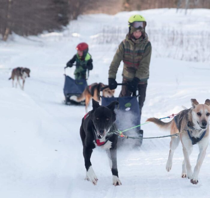 Two mushers guide dog sled teams along a snowy trail, with several dogs pulling each sled; trees and snow surround the scene.