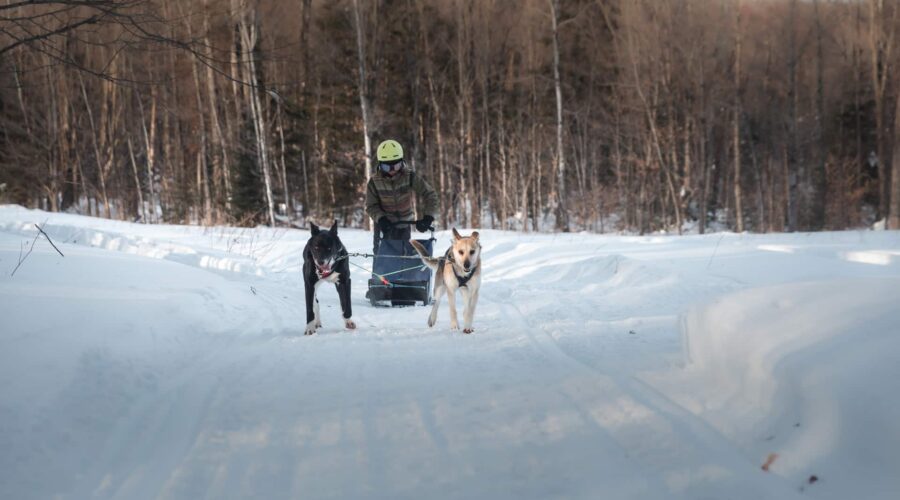 A person wearing a helmet rides a dog sled pulled by two dogs on a snowy path through a forest in winter.