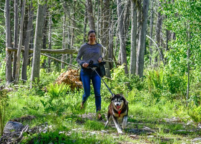 A person walks a large dog on a leash along a green forest trail during daylight.