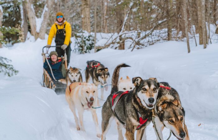 A person in a yellow jacket rides a dog sled pulled by six dogs along a snowy forest trail.