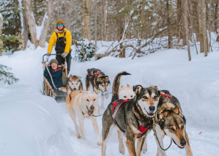 A person in a yellow jacket rides a dog sled pulled by six dogs along a snowy forest trail.