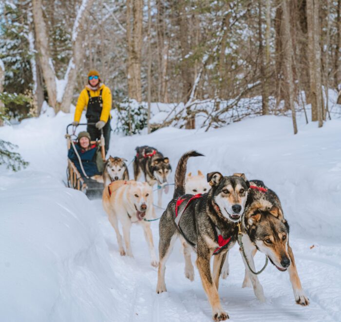 A person in a yellow jacket rides a dog sled pulled by six dogs along a snowy forest trail.