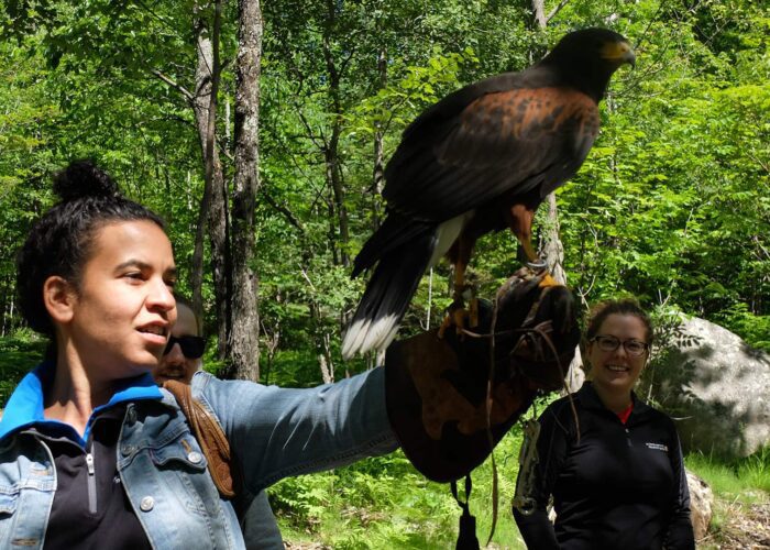 A person holds a large bird of prey on a gloved hand while two others watch in a forested area.