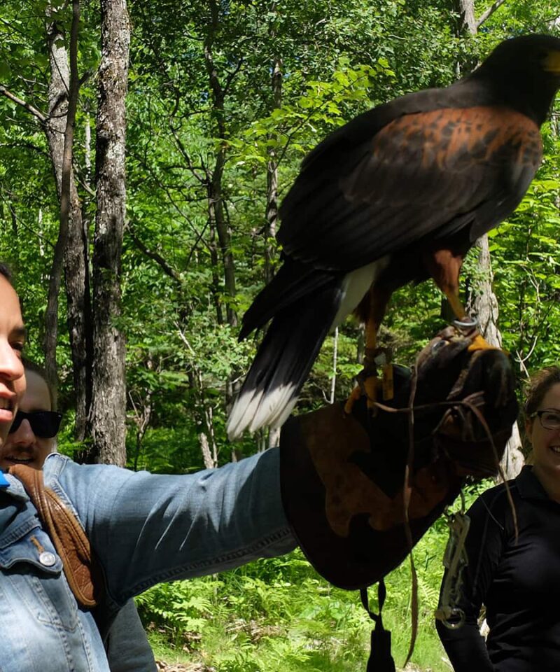 Lors d'une visite privée, un fauconnier tient un grand oiseau de proie sur une main gantée dans une zone forestière, tandis que deux autres personnes se tiennent à proximité et observent.