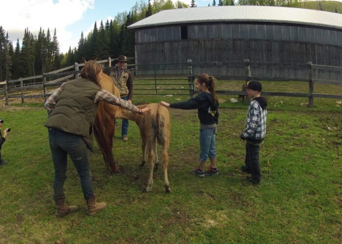 Four people and a child touch and interact with two horses in a fenced outdoor area, while another person crouches nearby taking a photo. A barn and trees are visible in the background.