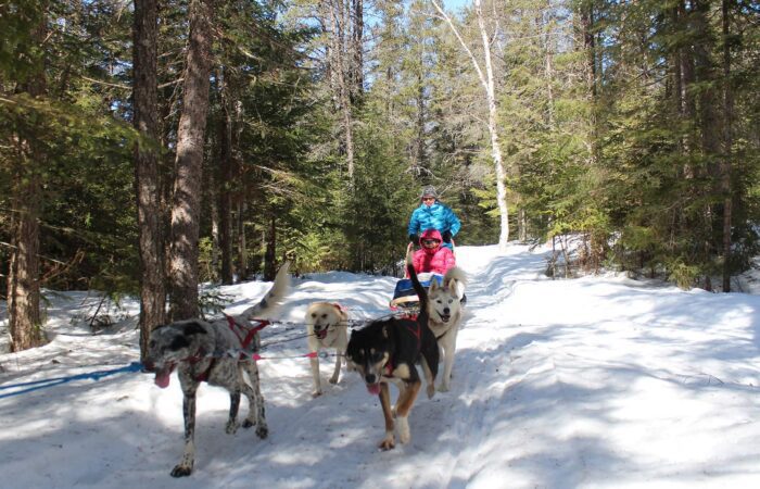 Two people ride a dog sled through a snowy forest, led by a team of four dogs under bright daylight.