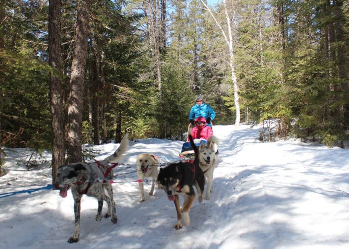 Two people ride a dog sled through a snowy forest, led by a team of four dogs under bright daylight.