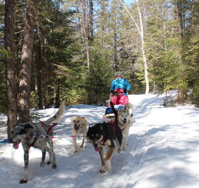Two people ride a dog sled through a snowy forest, led by a team of four dogs under bright daylight.