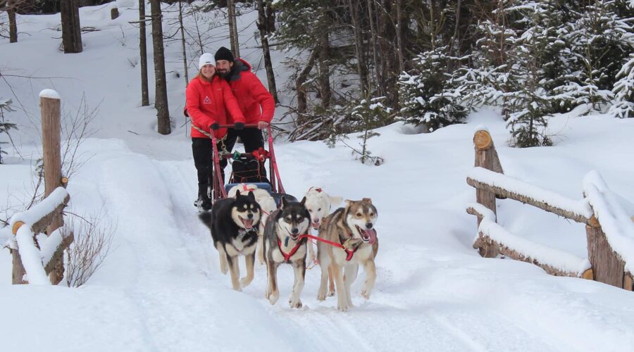 Two people in red jackets ride a dog sled pulled by six dogs along a snowy path lined with wooden railings and trees. Two people in red jackets ride a dog sled pulled by six dogs along a snowy path lined with wooden railings and trees.