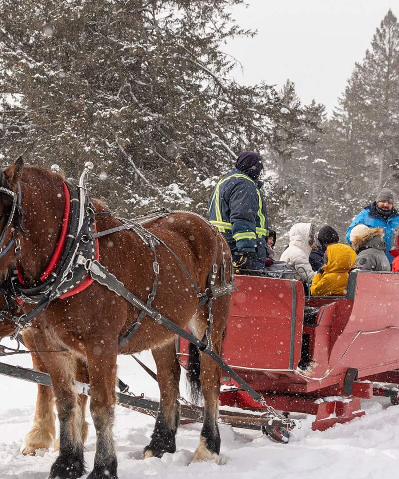 Deux chevaux bruns tirent un traîneau rouge lors d'une promenade hivernale en carriole, transportant plusieurs personnes emmitouflées dans des vêtements chauds à travers un paysage enneigé avec des arbres en arrière-plan.