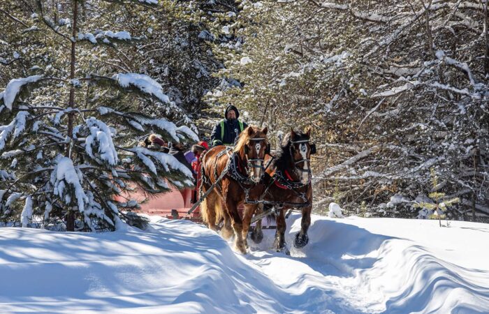 Two horses pull a sleigh with people through a snow-covered forest path on a sunny winter day.