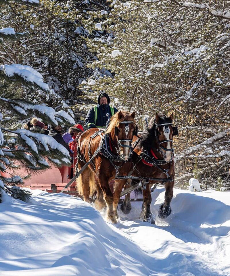 Two horses pull a sleigh with people through a snow-covered forest path on a sunny winter day.