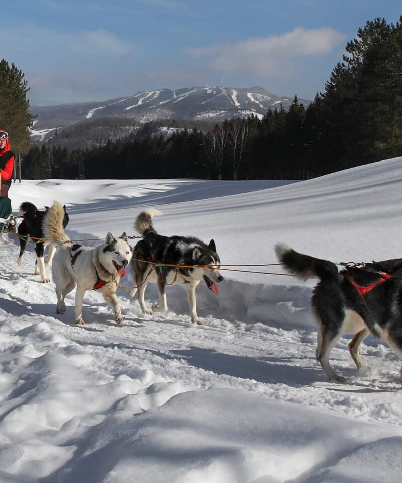 A team of sled dogs pulls two people on a sled through a snowy landscape with pine trees and mountains in the background.