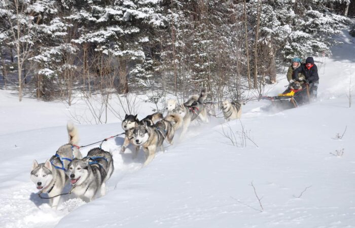 A team of sled dogs pulls a sled with two people through a snowy forest trail on a sunny winter day.