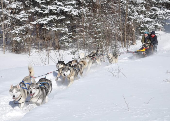 A team of sled dogs pulls a sled with two people through a snowy forest trail on a sunny winter day.