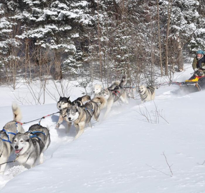 A team of sled dogs pulls a sled with two people through a snowy forest trail on a sunny winter day.