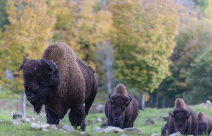 A group of bison graze on grass in a field with autumn trees in the background.
