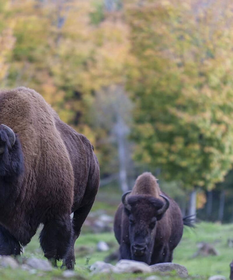 A group of bison graze on grass in a field with autumn trees in the background.