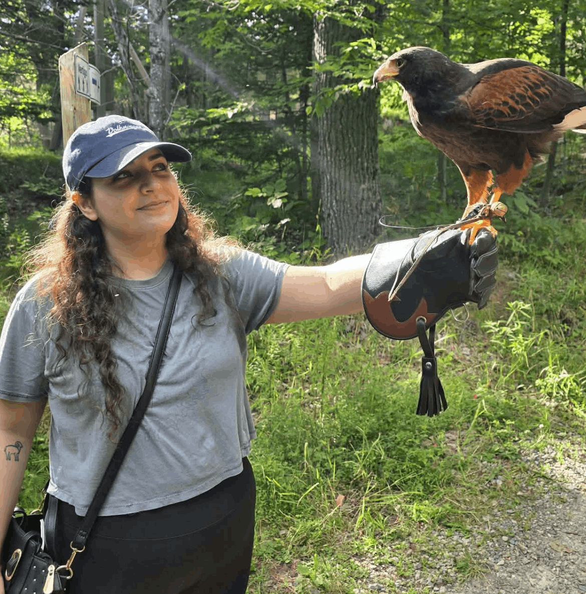 A person wearing a blue hat and gray shirt holds a brown hawk on a gloved hand in a wooded outdoor setting.