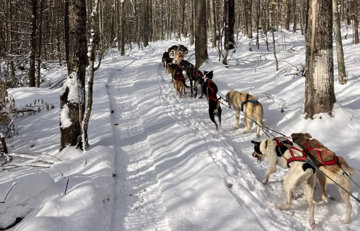 A team of sled dogs pulls a sled through a snowy forest trail, surrounded by trees under winter sunlight.
