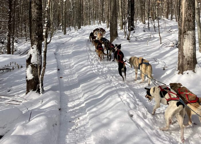 A team of sled dogs pulls a sled through a snowy forest trail, surrounded by trees under winter sunlight.