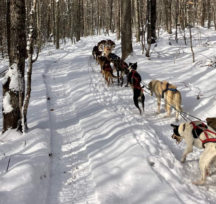 A team of sled dogs pulls a sled through a snowy forest trail, surrounded by trees under winter sunlight.