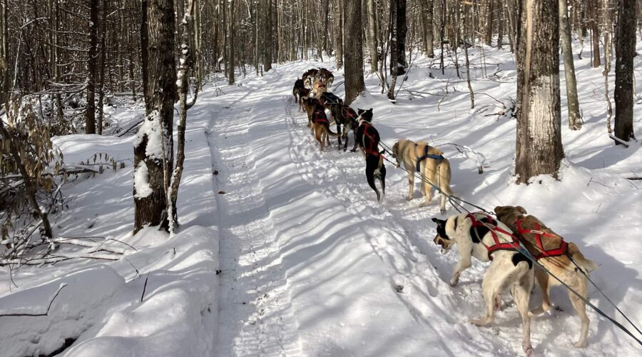 Une équipe de chiens de traîneau tire un traîneau à chiens et un musher sur une piste enneigée à travers une forêt en hiver lors d’une expérience d’entraînement de pré-saison. Une équipe de chiens de traîneau tire un traîneau à chiens et un musher sur une piste enneigée à travers une forêt en hiver lors d'une expérience d'entraînement de pré-saison.