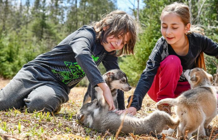 Two children play outdoors with three wolf puppies on a grassy area surrounded by trees.