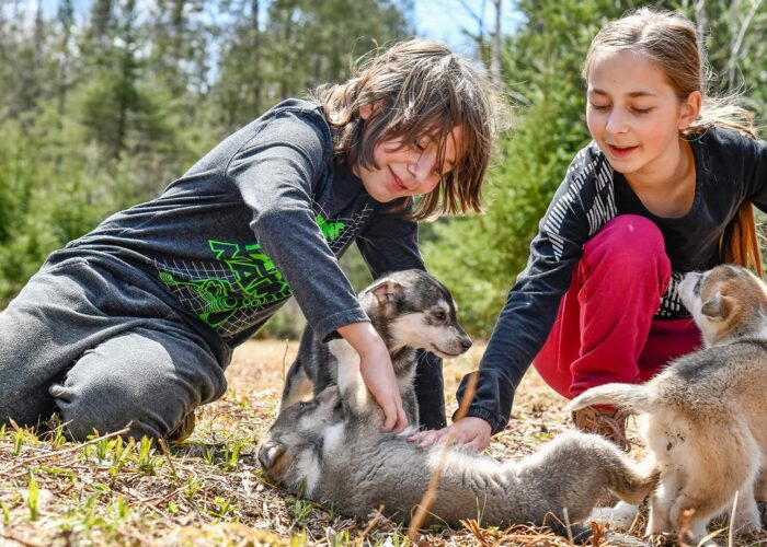 Two children play outdoors with three wolf puppies on a grassy area surrounded by trees.