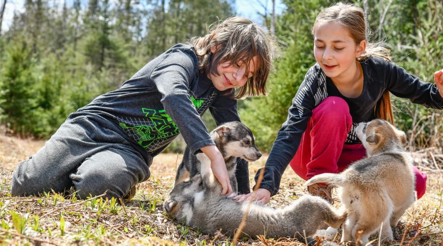 Deux enfants jouent en plein air avec trois chiots loups sur un terrain herbeux entouré d'arbres. Ils profitent de leur visite du chenil pour s'initier aux chiens de traîneau.
