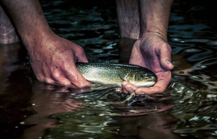 A person holds a fish in their hands just above the surface of shallow water.