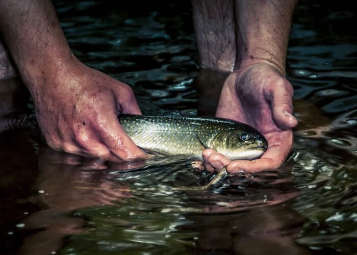 A person holds a fish in their hands just above the surface of shallow water.
