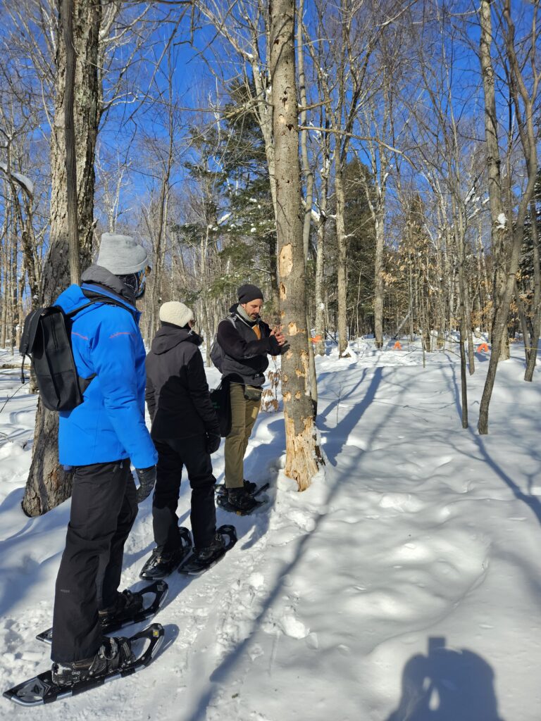 Trois personnes en vêtements d'hiver et raquettes se tiennent dans la neige tandis que l'une d'elles montre des marques d'arbres lors d'une visite guidée dans une forêt enneigée sous un ciel bleu clair.
