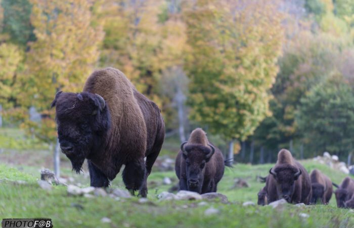 A group of American bison graze on green grass in front of autumn-colored trees, creating a perfect scene for a memorable bison visit. A group of American bison graze on green grass in front of autumn-colored trees, creating a perfect scene for a memorable bison visit.