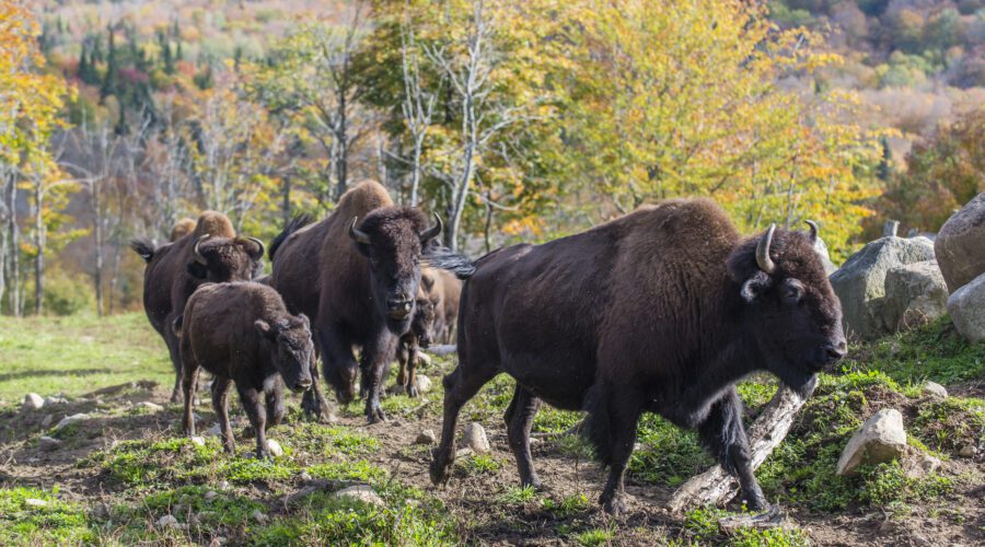 A group of bison walk across a grassy, rocky area near a sled-dog kennel, with autumn trees and hills in the background.