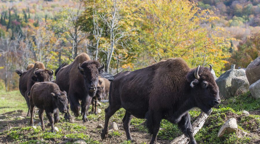 Un groupe de bisons marche sur un sentier herbeux et rocailleux avec des arbres et des collines d’automne en arrière-plan, évoquant le sentiment d’aventure que l’on trouve lors d’une excursion de visite du chenil ou de chiens de traîneau. Un groupe de bisons marche sur un sentier herbeux et rocailleux avec des arbres et des collines d'automne en arrière-plan, évoquant le sentiment d'aventure que l'on trouve lors d'une excursion de visite du chenil ou de chiens de traîneau.