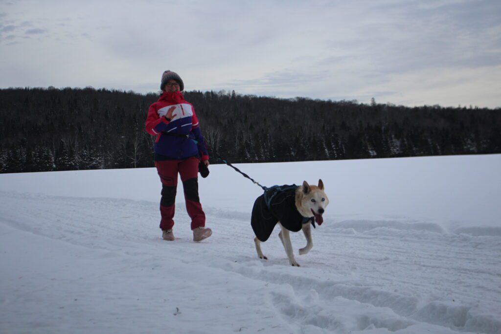 Dog Snowshoe Joering - Hike with a sled dog - The Tremblant