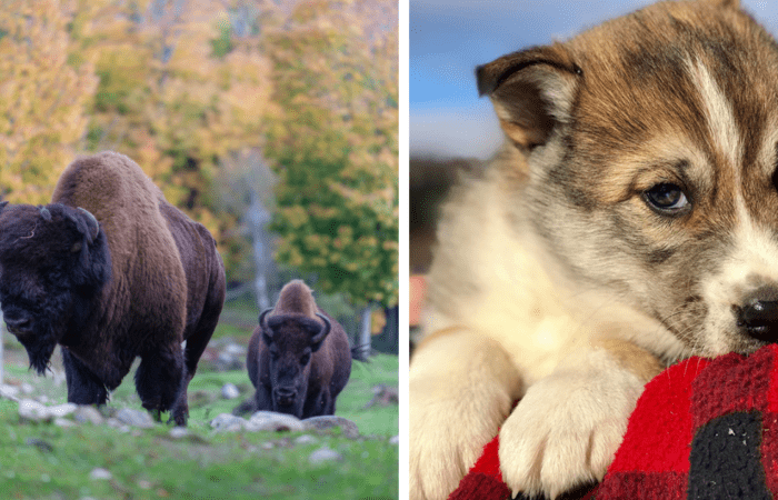 Left: Two bison standing on grass with trees in the background during a bison visit. Right: A close-up of a puppy from the sled-dog kennel resting on a red plaid blanket.