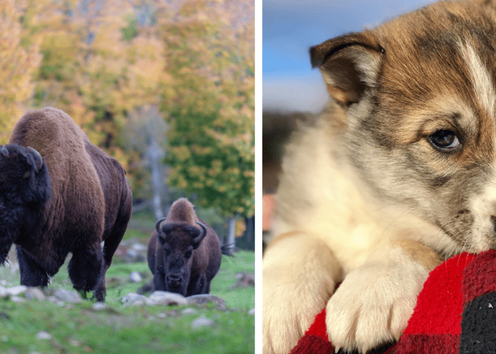 Left: Two bison standing on grass with trees in the background during a bison visit. Right: A close-up of a puppy from the sled-dog kennel resting on a red plaid blanket.