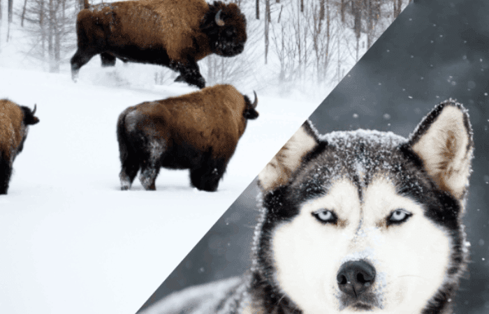 Three bison walk in snow on the left side, while a close-up of a husky from a sled-dog kennel with snow on its fur appears on the right side, capturing a unique bison visit in winter.