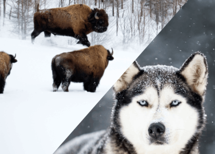 Three bison walk in snow on the left side, while a close-up of a husky from a sled-dog kennel with snow on its fur appears on the right side, capturing a unique bison visit in winter.