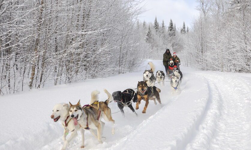 Une équipe de chiens de traîneau tire un traîneau à chiens avec deux personnes à travers un sentier enneigé et boisé par une journée d’hiver, offrant une aventure personnalisée. Une équipe de chiens de traîneau tire un traîneau à chiens avec deux personnes à travers un sentier enneigé et boisé par une journée d'hiver, offrant une aventure personnalisée.