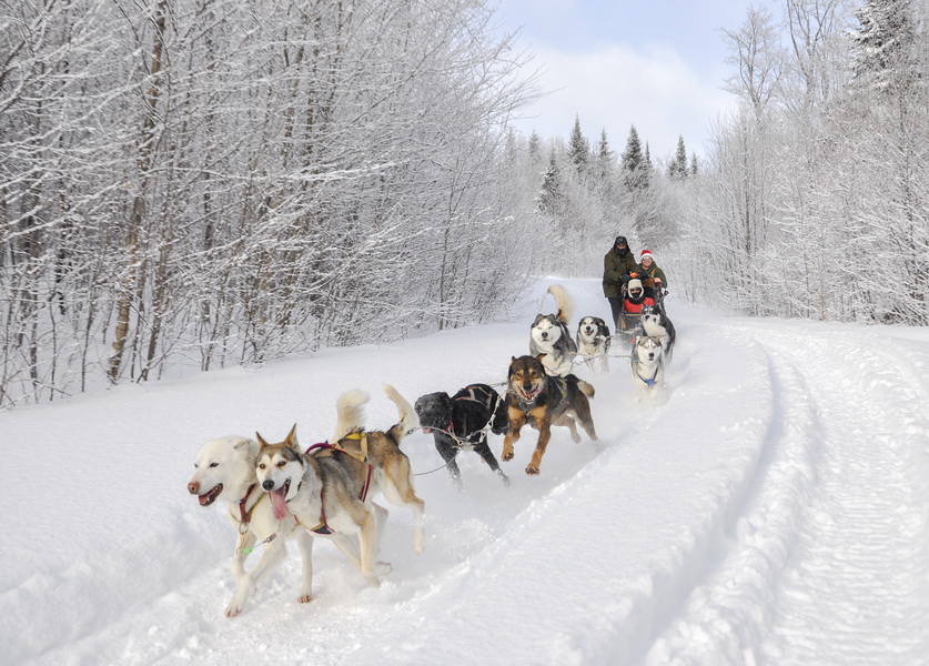 Dogsledding - Full Day Personalized Adventure - The Tremblant
