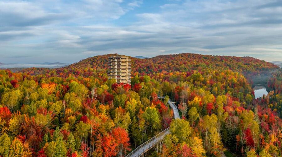 A wooden observation tower rises among colorful autumn trees, with a treetop walk winding through the vibrant forest toward the structure.