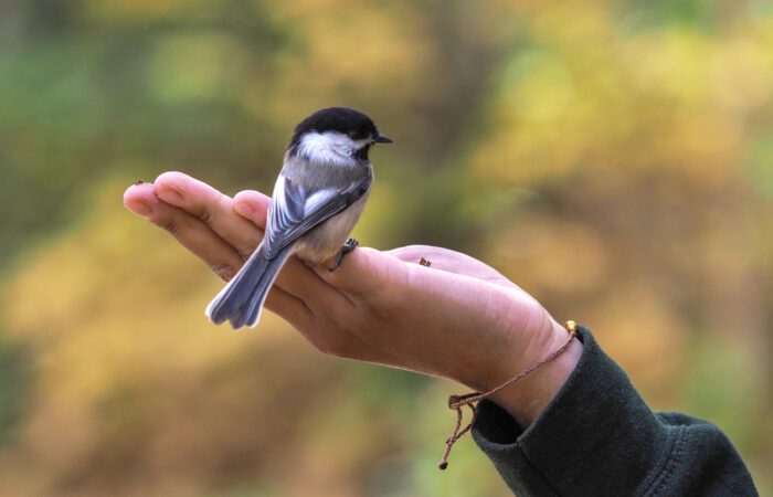 A small black-capped chickadee perches on a person's outstretched hand against a blurred natural background, capturing the magic of a Guided Bird Watching experience at Domaine Saint-Bernard Park.