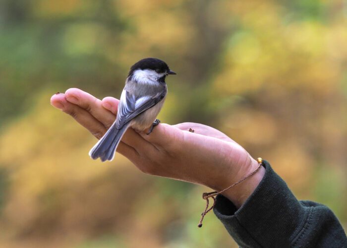 A small black-capped chickadee perches on a person's outstretched hand against a blurred natural background, capturing the magic of a Guided Bird Watching experience at Domaine Saint-Bernard Park.