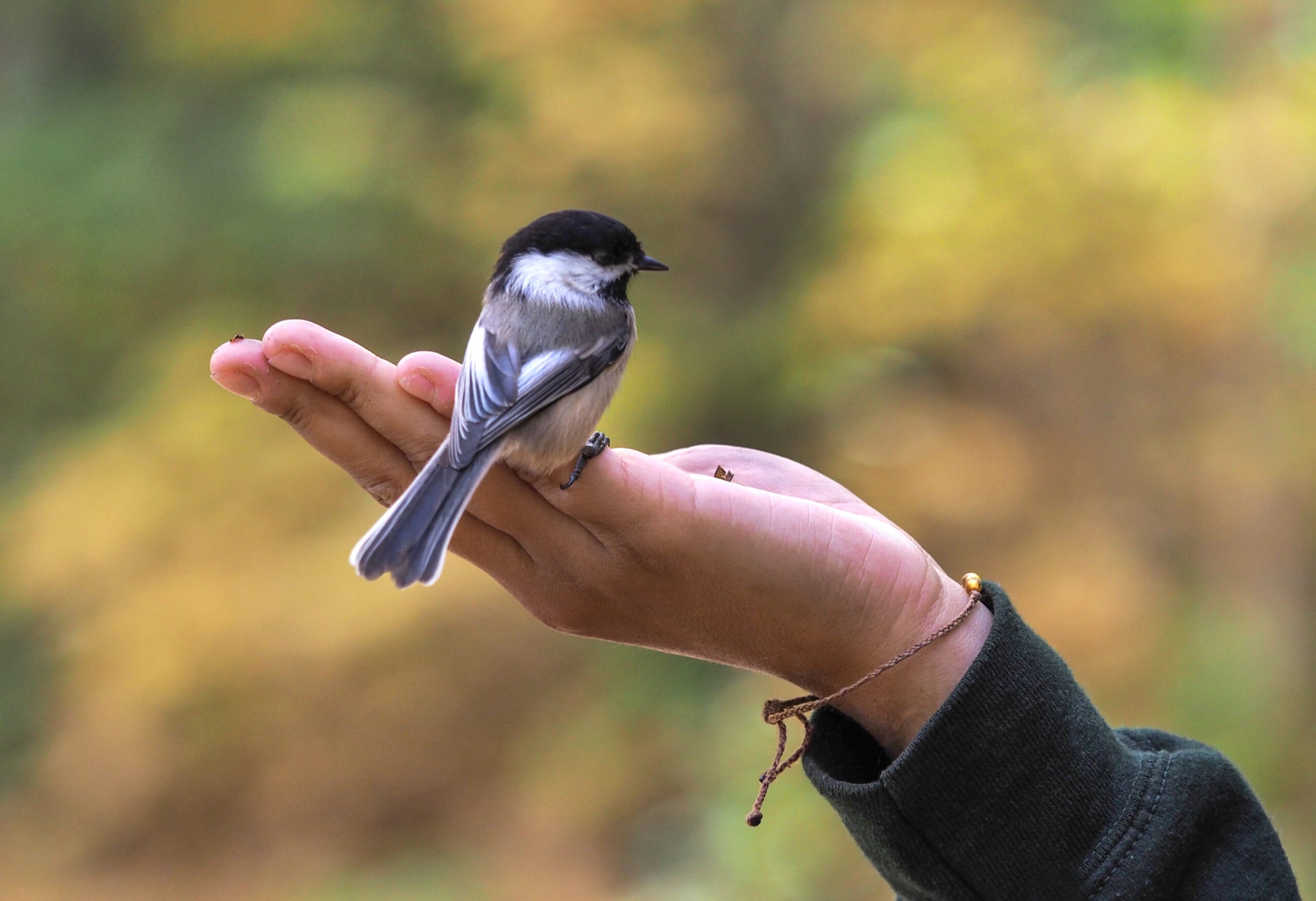 A small black-capped chickadee perches on a person's outstretched hand against a blurred natural background, capturing the magic of a Guided Bird Watching experience at Domaine Saint-Bernard Park.